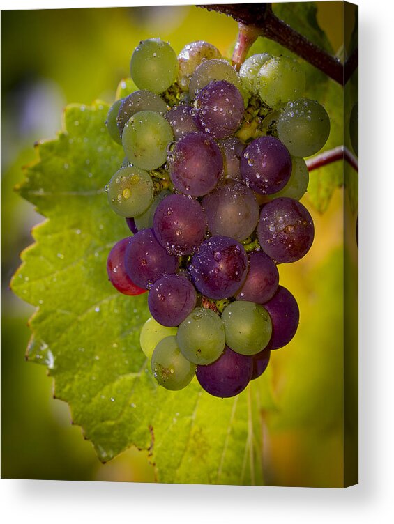 Vineyard Acrylic Print featuring the photograph Leftover pinot cluster by Jean Noren