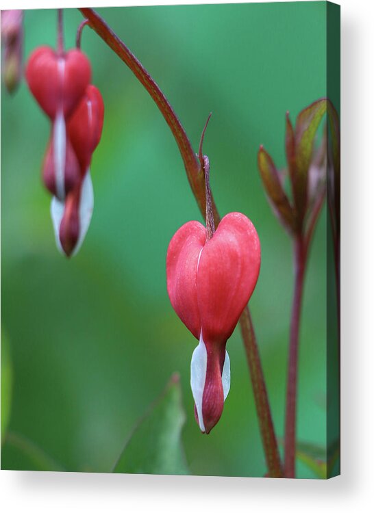 Bleeding Hearts Acrylic Print featuring the photograph Letting Go... The Circle Of Life by DiDesigns Graphics