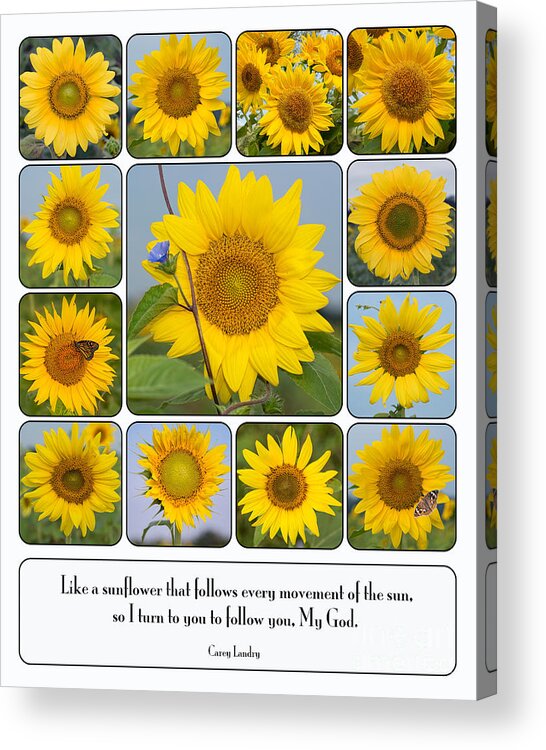 Sunflowers Acrylic Print featuring the photograph Like a Sunflower by Bonnie Barry