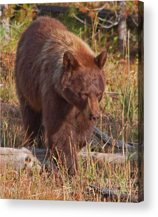 Ursus Americanus Acrylic Print featuring the photograph Lil Red by Katie LaSalle-Lowery