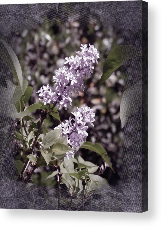 Lilac Acrylic Print featuring the photograph Lilacs in Lace by Laura Iverson