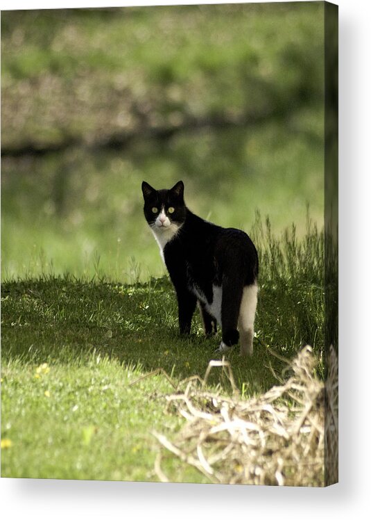 Cat Acrylic Print featuring the photograph Lilly by Trish Tritz