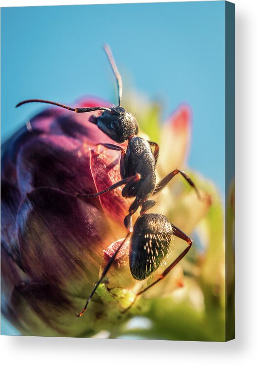 Ant Acrylic Print featuring the photograph Little Ant on the flower by Lilia S