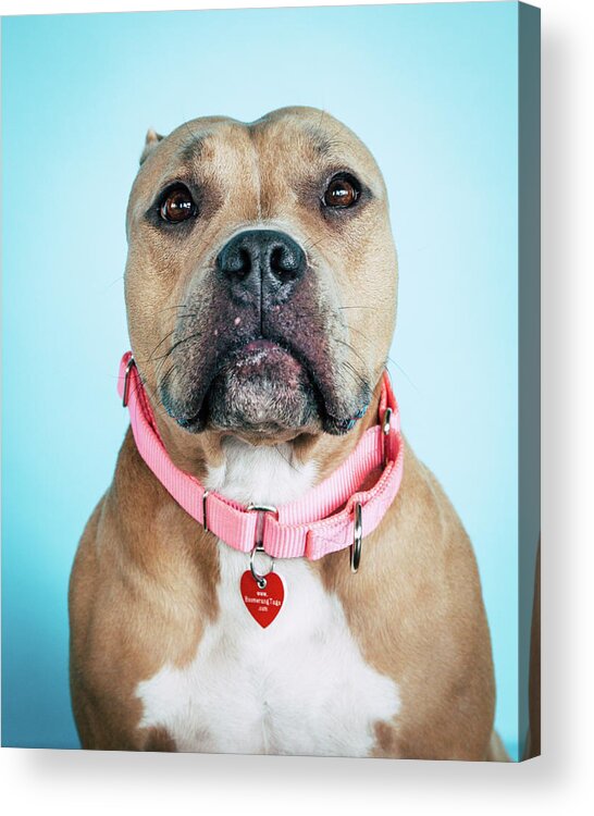 Dog Acrylic Print featuring the photograph Lollipop 5 by Pit Bull Headshots by Headshots Melrose