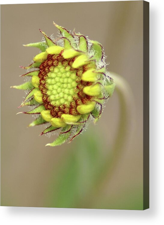 Nature Acrylic Print featuring the photograph Long Stemmed Beauty by Ben Upham III