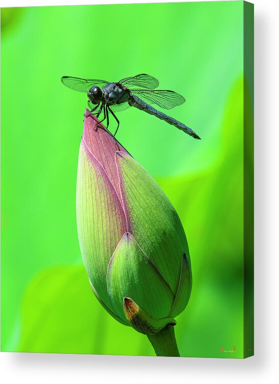 Lotus Acrylic Print featuring the photograph Lotus Bud and Slaty Skimmer Dragonfly DL0105 by Gerry Gantt