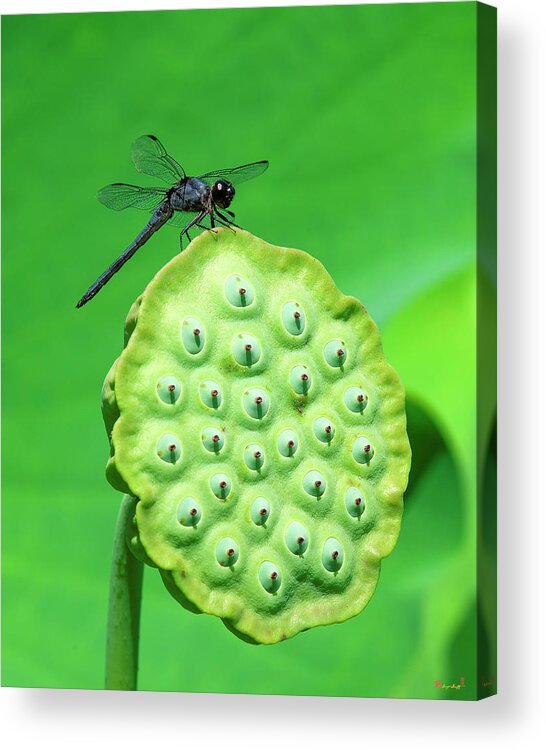 Lotus Acrylic Print featuring the photograph Lotus Capsule and Slaty Skimmer Dragonfly DL0106 by Gerry Gantt