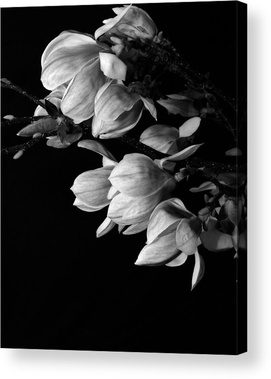 Flower Acrylic Print featuring the photograph Magnolia black and white by Craig Perry-Ollila