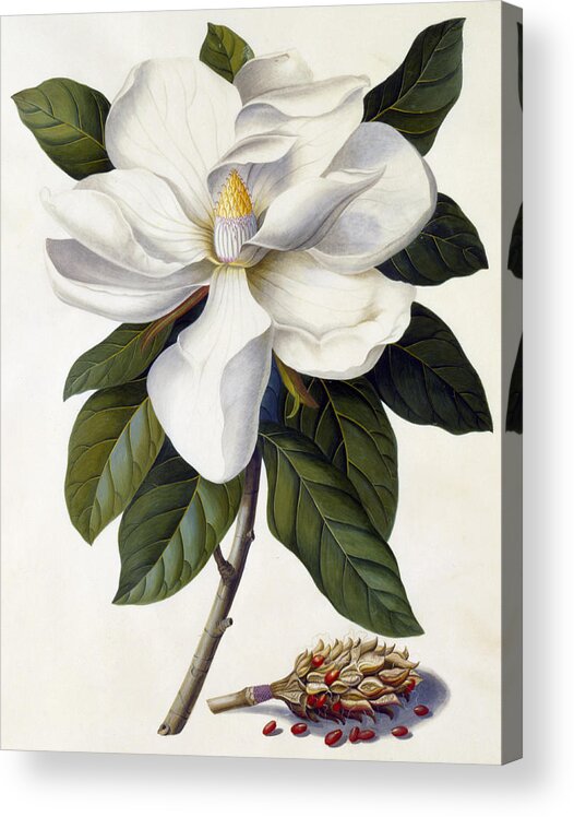 Magnolia Grandiflora Acrylic Print featuring the painting Magnolia grandiflora by Georg Dionysius Ehret