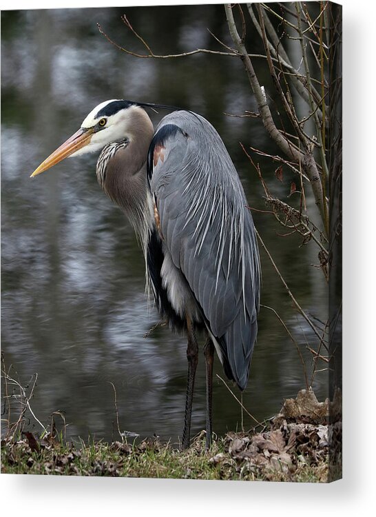 Great Blue Heron Acrylic Print featuring the photograph Majestic Great Blue Heron by Doris Potter