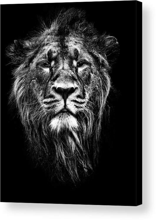  Acrylic Print featuring the photograph Male Asiatic Lion by Meirion Matthias