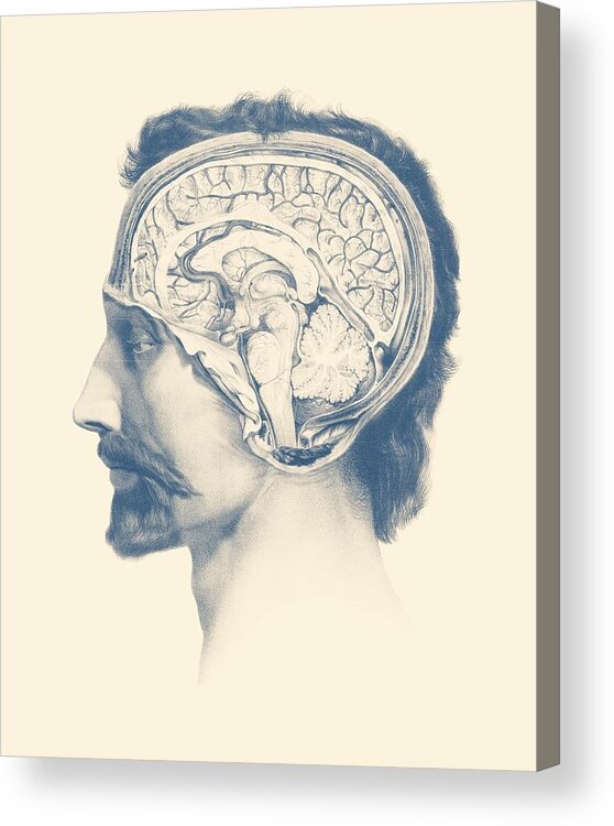 Thalamus Acrylic Print featuring the mixed media Male Brain Anatomy - Side View by Vintage Anatomy Prints