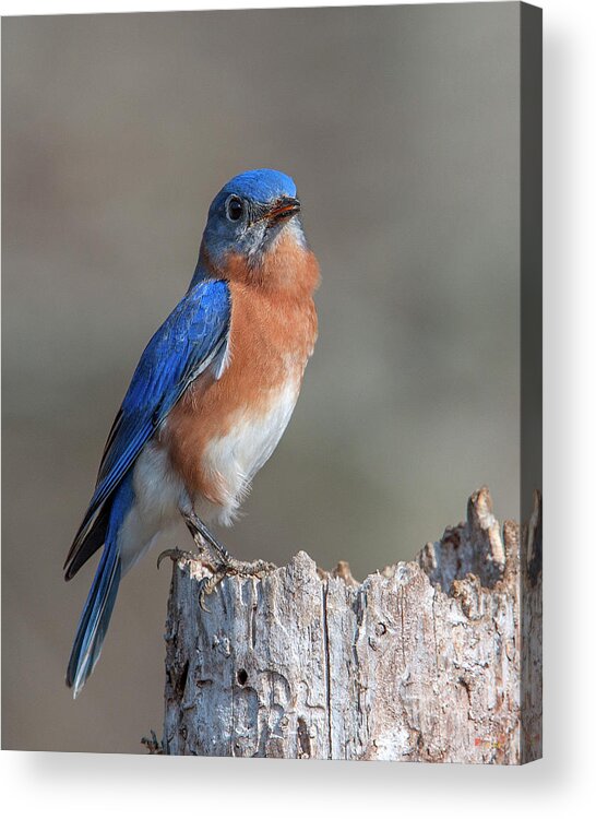 Nature Acrylic Print featuring the photograph Male Eastern Bluebird Singing DSB0288 by Gerry Gantt