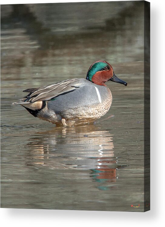 Nature Acrylic Print featuring the photograph Male Green-winged Teal DWF0171 by Gerry Gantt
