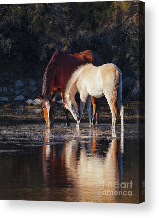 Salt River Wild Horse Horses Acrylic Print featuring the photograph Mare And Colt Reflection by Jerry Cowart