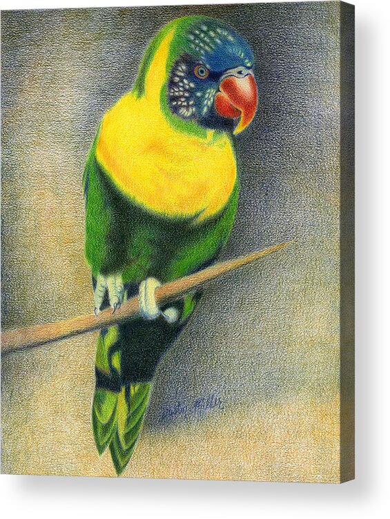 Art Acrylic Print featuring the drawing Marigold Lorikeet by Dustin Miller