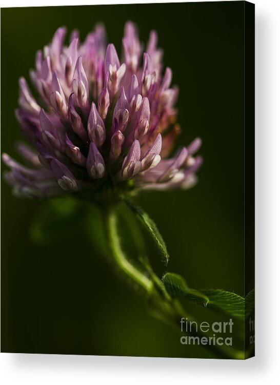 Meadow Clover Acrylic Print featuring the photograph Meadow Clover by JT Lewis
