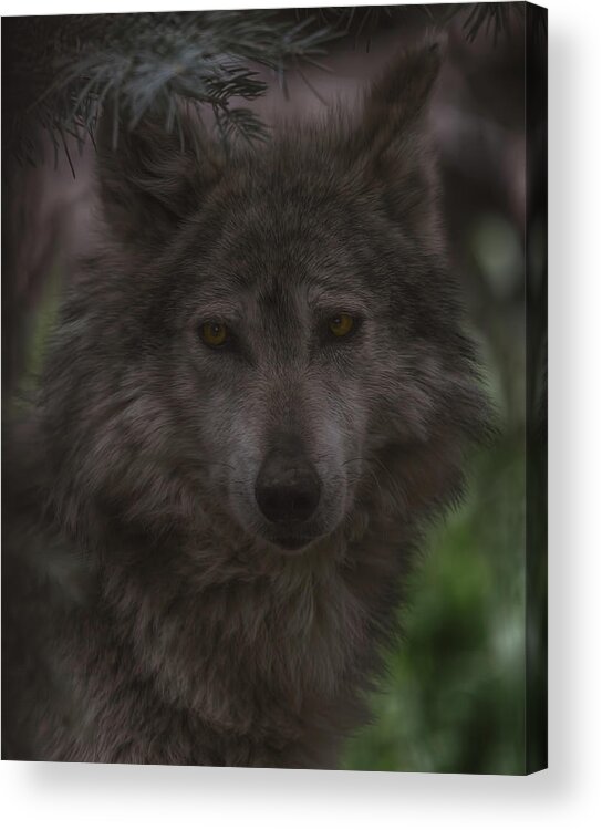 Animal Acrylic Print featuring the photograph Mexican Grey Wolf by Brian Cross