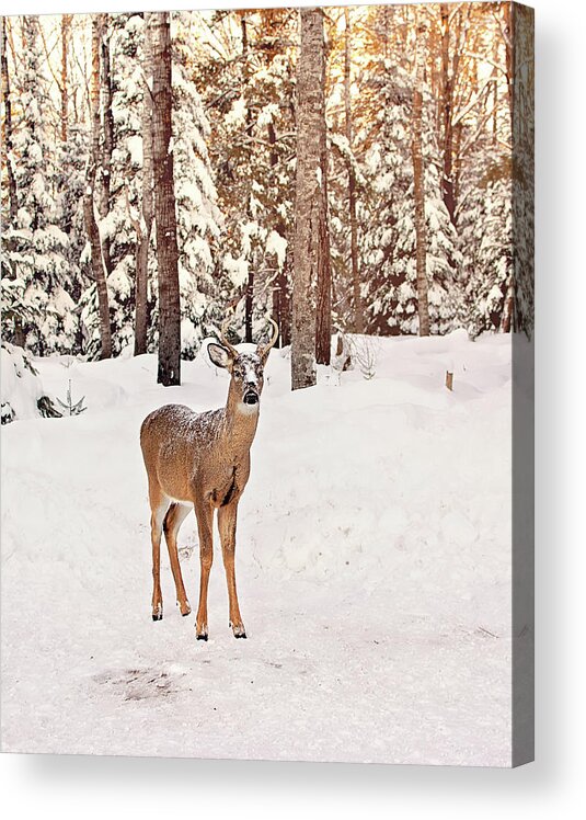 Michigan Whitetail Deer Acrylic Print featuring the photograph Michigan Whitetail Print by Gwen Gibson
