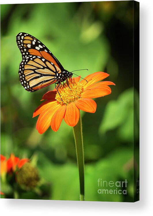 Butterfly Acrylic Print featuring the photograph Monarch Butterfly II Vertical by Karen Jorstad