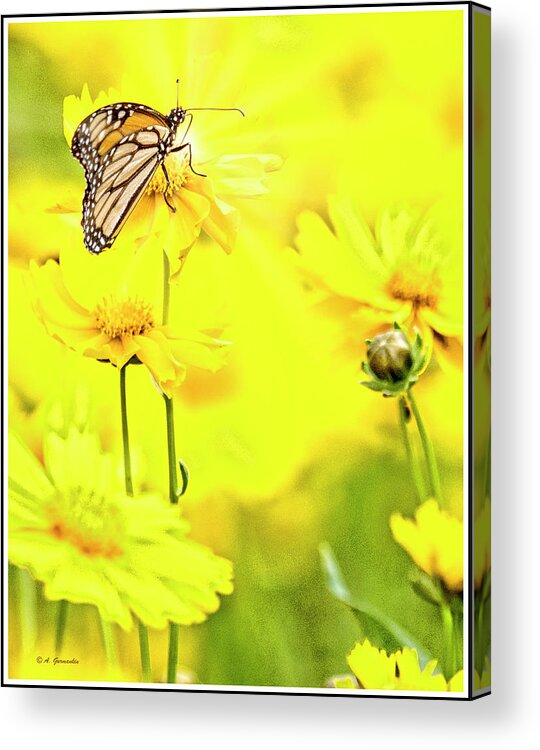Monarch Butterfly Acrylic Print featuring the digital art Monarch Butterfly on Tickseed Flowers by A Macarthur Gurmankin