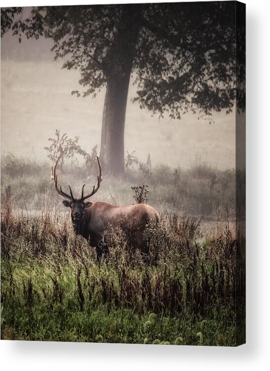Bull Elk Acrylic Print featuring the photograph Monarch in the Mist by Michael Dougherty