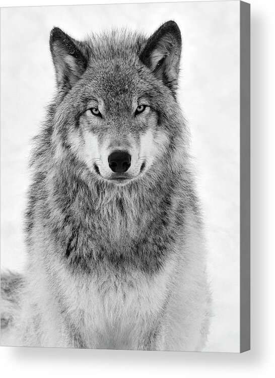 #faatoppicks Acrylic Print featuring the photograph Monotone Timber Wolf by Tony Beck