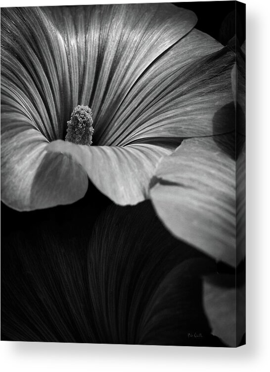 Abstract Acrylic Print featuring the photograph Morning Rose Mallow by Bob Orsillo