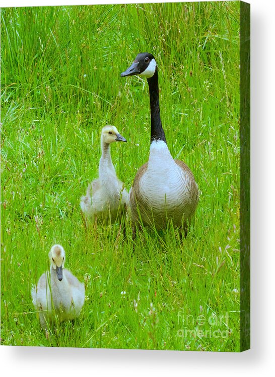 Photography Acrylic Print featuring the photograph Mother Goose by Sean Griffin