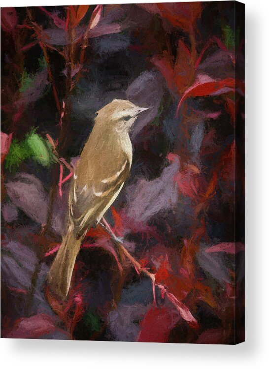 Bird Acrylic Print featuring the photograph Mouse Colored Tyrannulet Panaca Quimbaya Colombia by Adam Rainoff