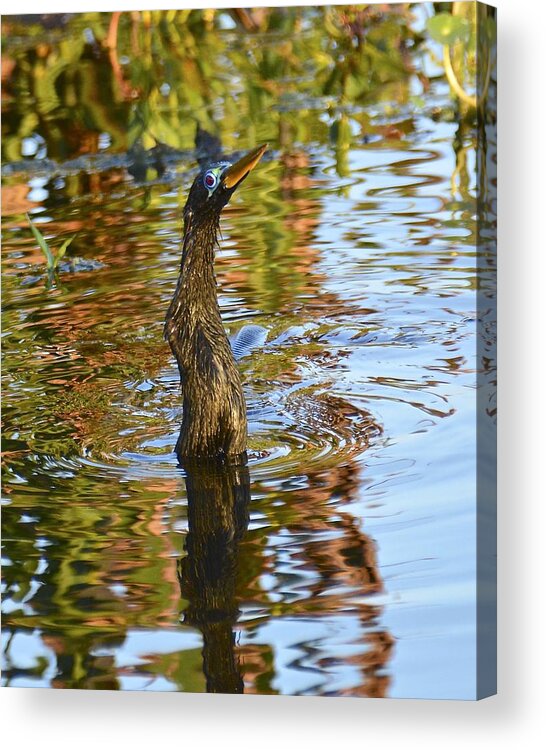 Anhinga Acrylic Print featuring the photograph Moving On Down by Carol Bradley