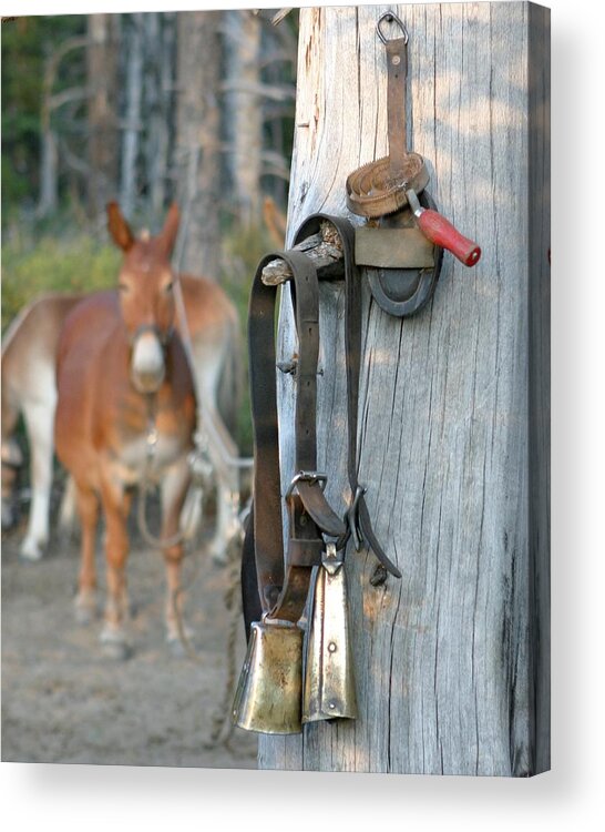 Mules Acrylic Print featuring the photograph Mule Bells by Diane Bohna