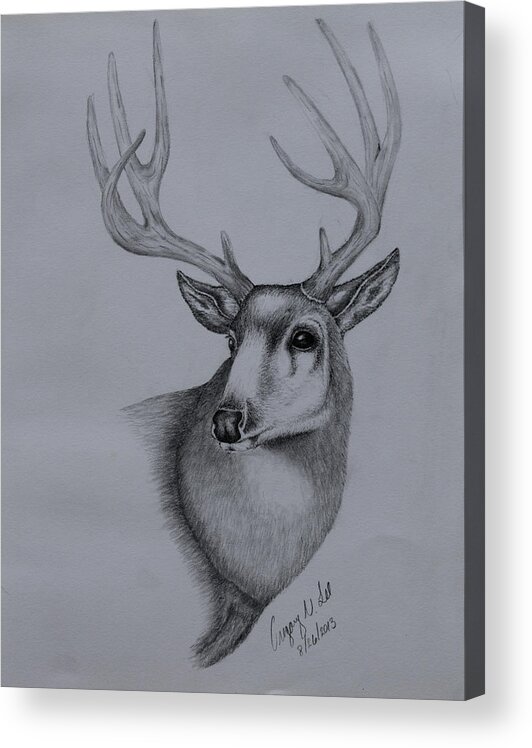 Mule Acrylic Print featuring the drawing Mule Deer II by Gregory Lee