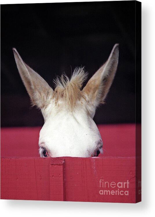 Mule Acrylic Print featuring the photograph Mule Ears by Carien Schippers