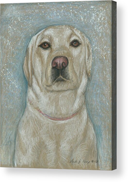 Dog Acrylic Print featuring the drawing My Maggie by Linda Nielsen