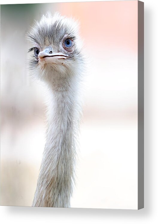 Ostrich Acrylic Print featuring the photograph Natural Beauty by Fulvio Pellegrini