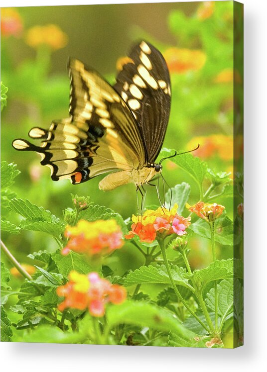 Butterfly Acrylic Print featuring the digital art Nectar collection by Pete Rems