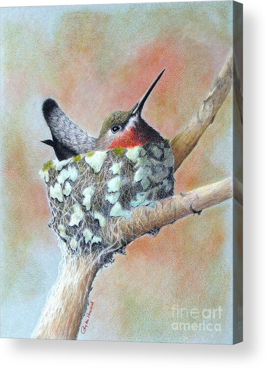 Hummingbirds Acrylic Print featuring the drawing Nesting Anna by Phyllis Howard