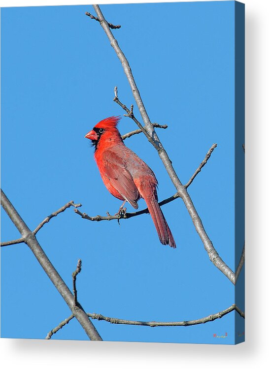 Nature Acrylic Print featuring the photograph Northern Cardinal DSB0272 by Gerry Gantt