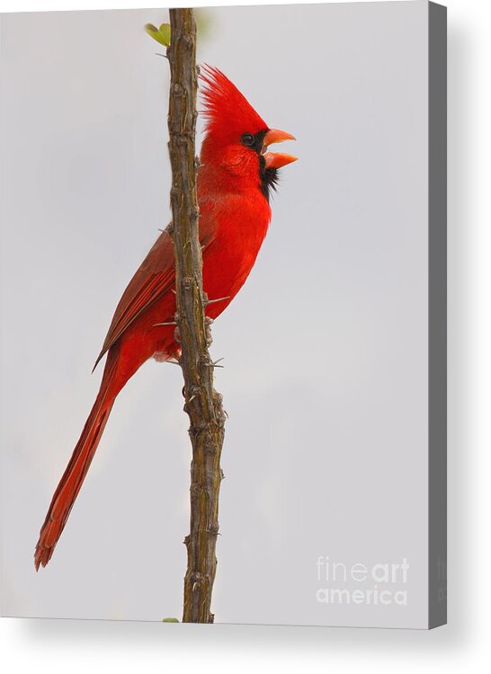 Northern Cardinal Acrylic Print featuring the photograph Northern Cardinal Proclaiming Spring Territory by Max Allen
