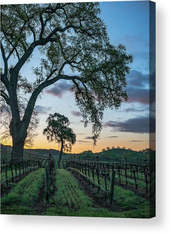 Opolo Winery Acrylic Print featuring the photograph Oak in Oak Arch by Joseph Smith