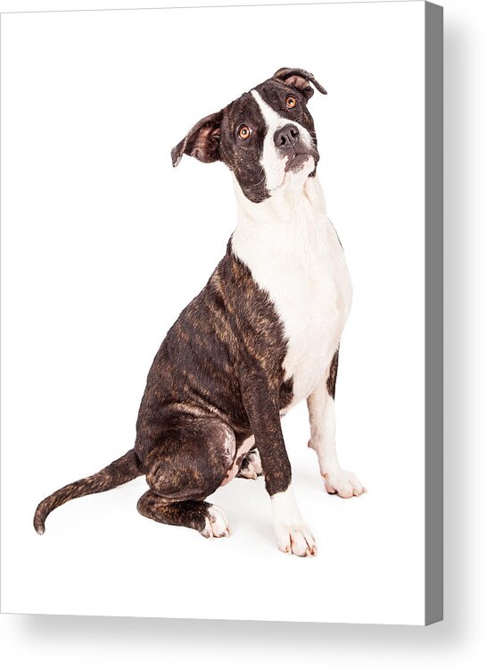 American Acrylic Print featuring the photograph Obedient Terrier Mixed Breed Dog by Good Focused