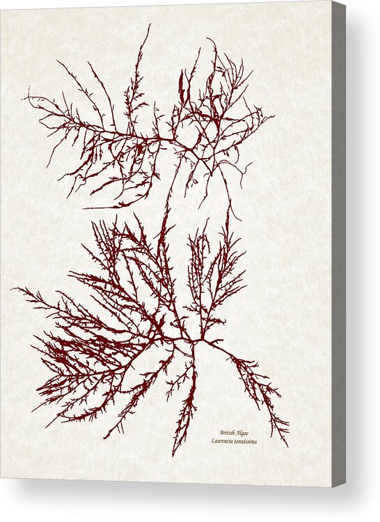 Seaweed Acrylic Print featuring the mixed media Ocean Seaweed Plant Art Laurencia Tenuissima by Christina Rollo