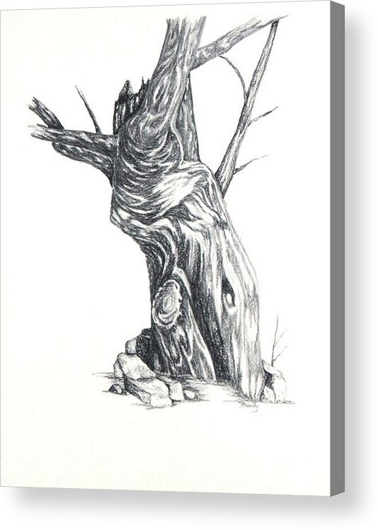 Tree Acrylic Print featuring the drawing Old Tree by Brandy House
