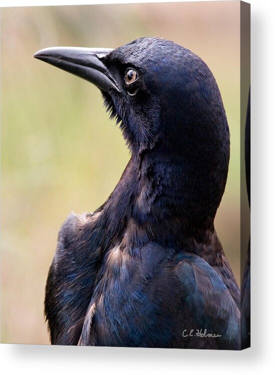 Bird Acrylic Print featuring the photograph On Alert by Christopher Holmes