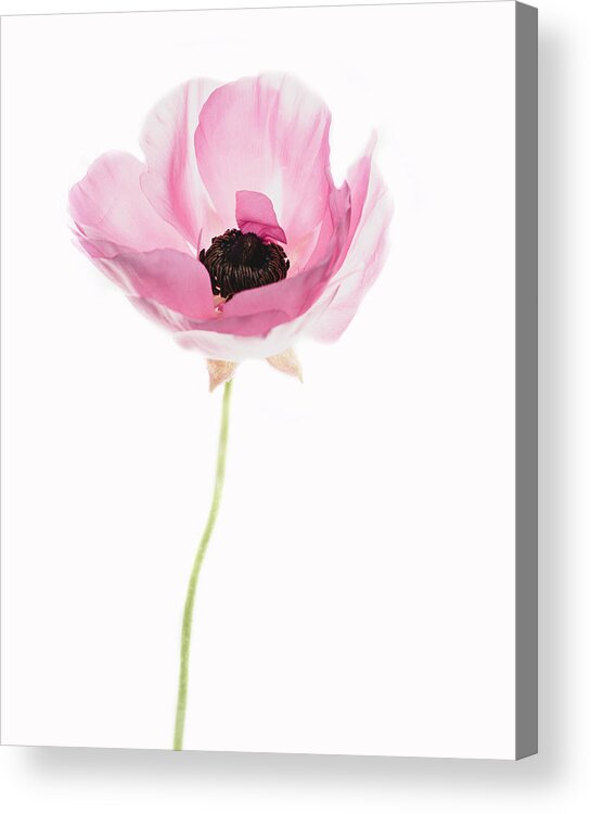 Ranunculus Acrylic Print featuring the photograph One Pink Beauty by Rebecca Cozart