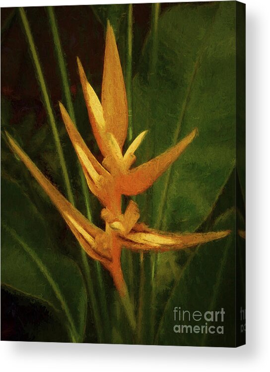 Art Prints Acrylic Print featuring the photograph Orange Art by Dave Bosse