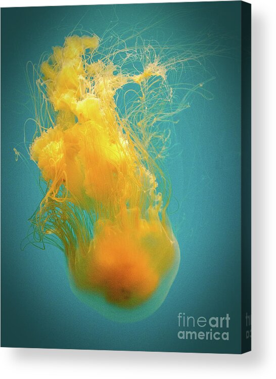 Jellyfish Acrylic Print featuring the photograph Orange Jelly by Cheryl Del Toro