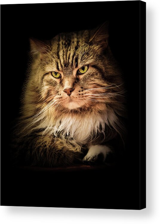 Cat Acrylic Print featuring the photograph Oscar on Black by Joni Eskridge