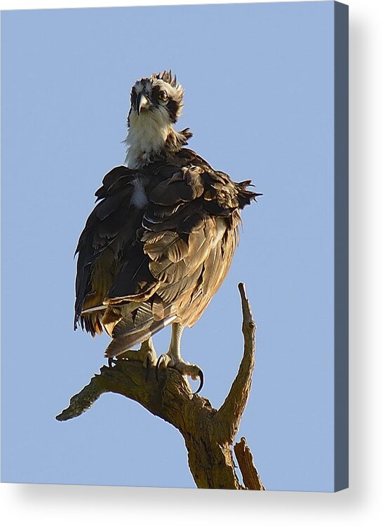 Wildlife Acrylic Print featuring the photograph Osprey by Alison Belsan Horton